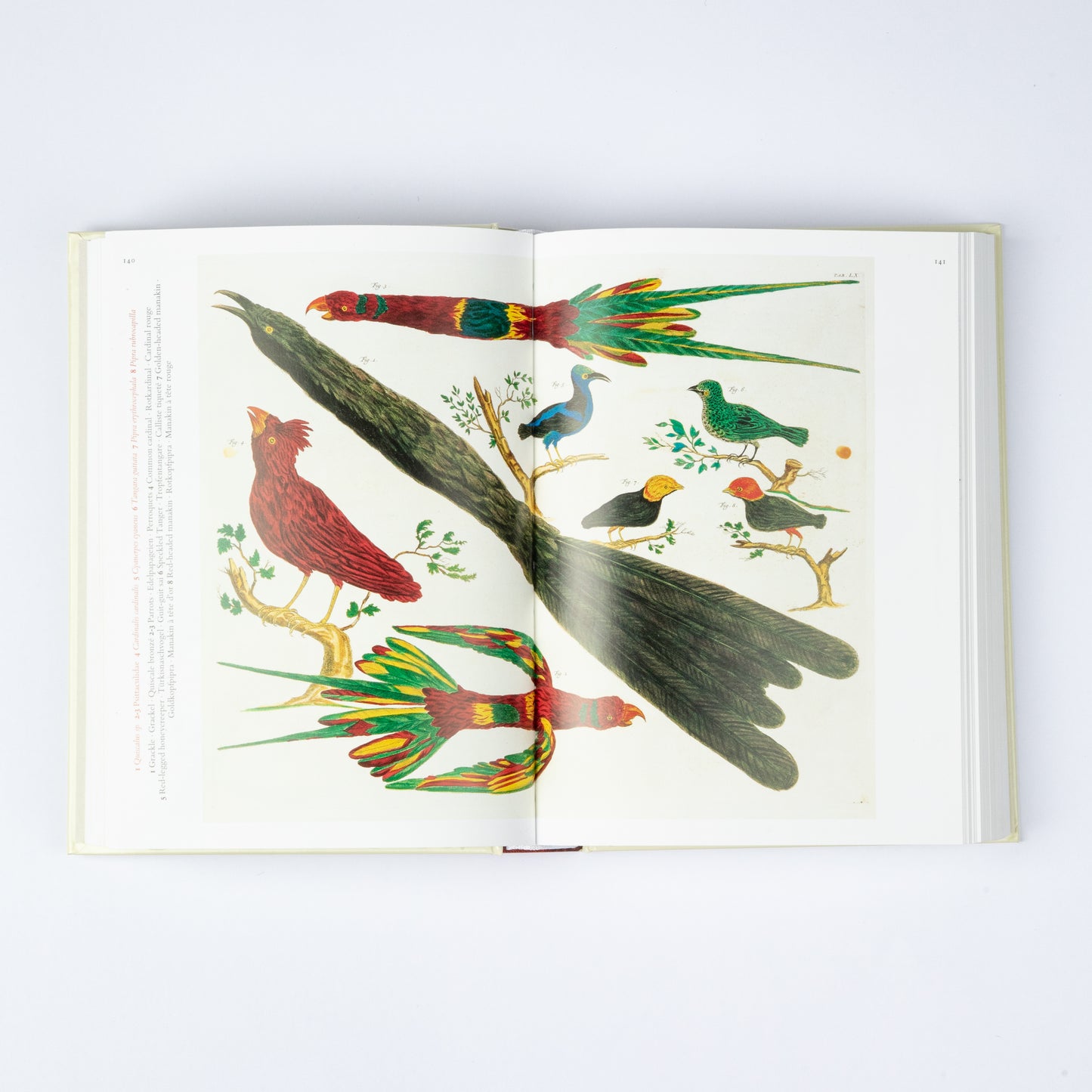 CABINET OF NATURAL CURIOSITIES