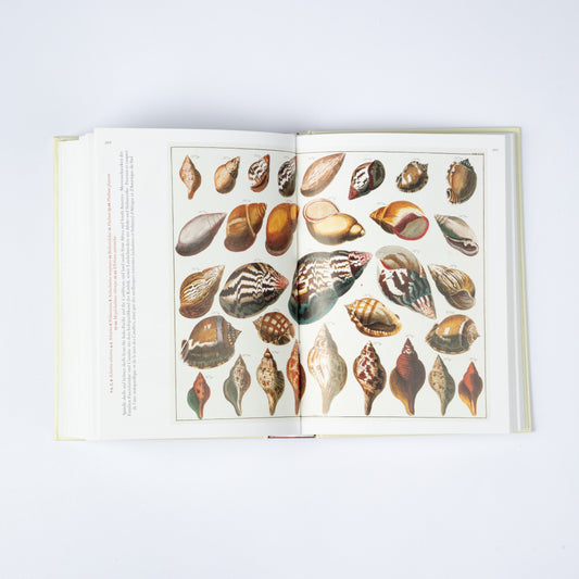 CABINET OF NATURAL CURIOSITIES