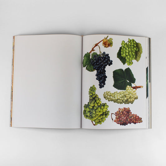 CUT-OUT CURIOSITIES: BOTANICA