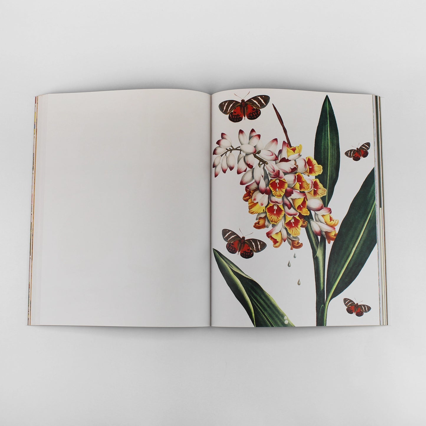 CUT-OUT CURIOSITIES: BOTANICA